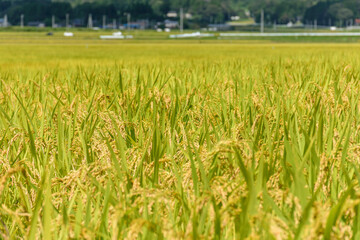 東北の稲作　宮城県蔵王町