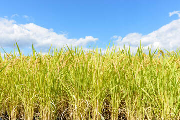 東北の稲作　宮城県蔵王町