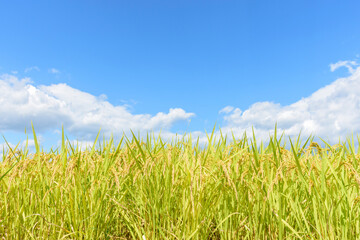 Obraz premium 東北の稲作 宮城県蔵王町