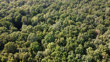 Beautiful dense forest, top view. The tops of a variety of trees.