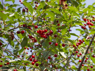 Cherry tree branches with berries. Ripe cherries on a tree.