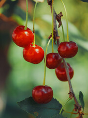 A few ripe cherries on a branch, close-up.