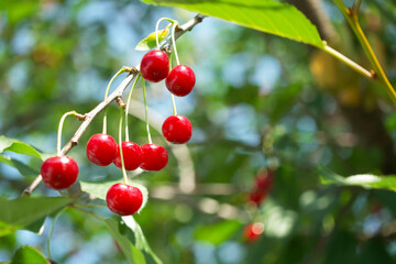 Ripe red cherries on a tree branch, a close-up shot.