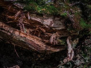 Old log and moss.