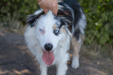 Womans hands pet australian shepherd outdoor. Funny face