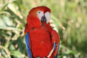 red and yellow macaw