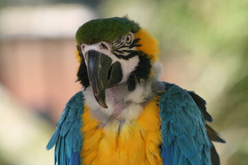 blue and yellow macaw