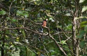 red winged blackbird on tree