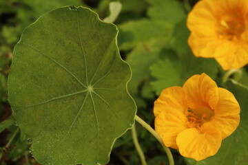 Tropaeolum majus. Flower of medicinal yellow herb with leaf