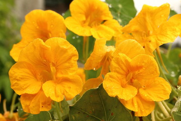 Obraz premium Tropaeolum majus. Flower of medicinal yellow herb with leaf
