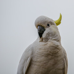 Sulphur-crested Cockatoo in profile