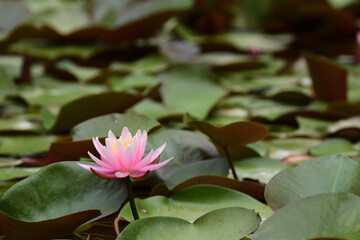 A pink water lily in a pond.

