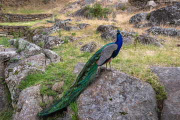 Fototapeta premium Peacock in a park of Plasencia. Spain.