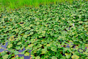 池に浮かんだ沢山のヒツジグサ