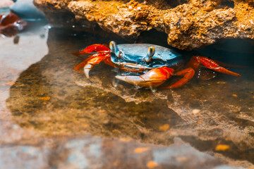 a real live rainbow crab in an aquarium in the water near a stone grotto © Нина Дроздова