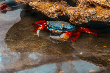 a real live rainbow crab in an aquarium in the water near a stone grotto