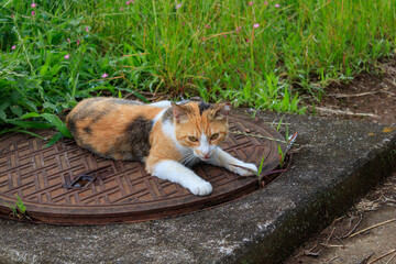 マンホールの上でくつろぐ野良猫