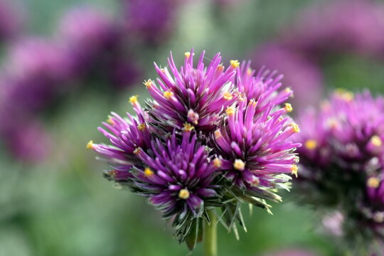 Bl&uuml;te eines Kugelamarants
