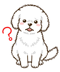 疑問に思うトイプードル（白）