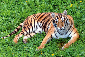 bengal tiger lying on the grass