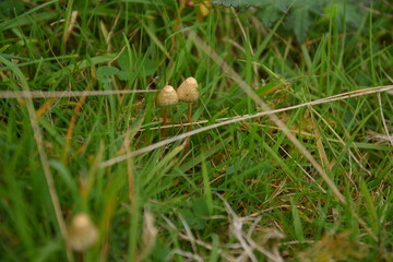 liberty caps also known as magic mushrooms growing in the wild