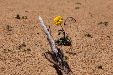 flower in the sand