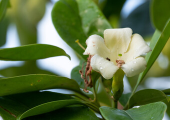 beauty single of fresh perfume flower tree or trai tichlan white blooming and buds with green leaves in garden home.
