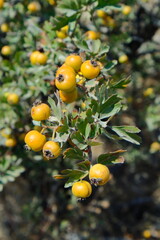 hawthorn berries on the branch