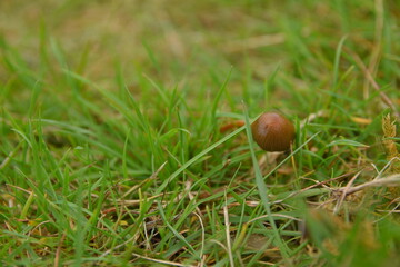 liberty caps also known as magic mushrooms growing in the wild