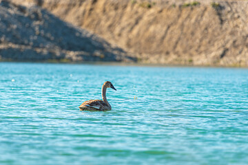 Young elegant swan swims alone in the clear water of a gravel pit