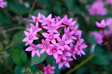 close up of a pink flower