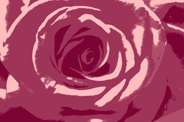 pink rose background