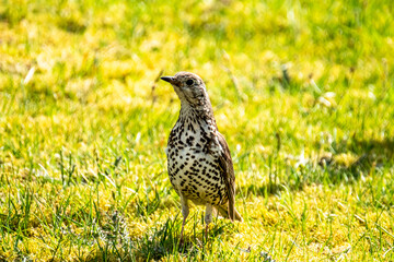 Song Thrush, turdus philomelos, visiting a garden in Ireland