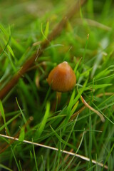 liberty caps also known as magic mushrooms growing in the wild