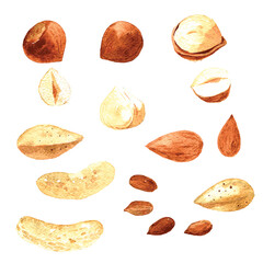 Set of nuts: Almonds, peanuts, hazelnuts, cashews. Hand drawn watercolor illustration isolated on white background. Vector - 460440532