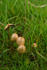 liberty caps also known as magic mushrooms growing in the wild