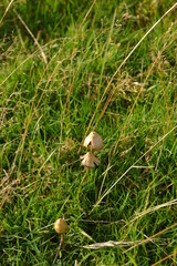 liberty caps also known as magic mushrooms growing in the wild