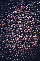 Saison des vendanges dans le vignoble bordelais