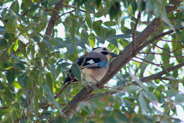 jay in the tree