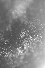 Bokeh circles macro photo glitter white colored