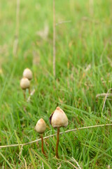 liberty caps also known as magic mushrooms growing in the wild