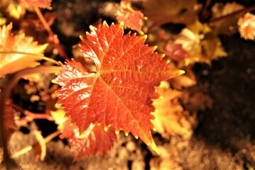 autumn leaves on the ground