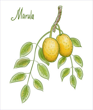 Sclerocarya birrea or marula. Vector illustration.