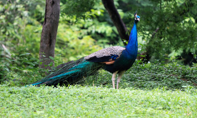 Fototapeta premium The beautiful blue color Peacock in the greenry ground