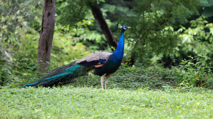 Obraz premium The beautiful blue color Peacock in the greenry ground