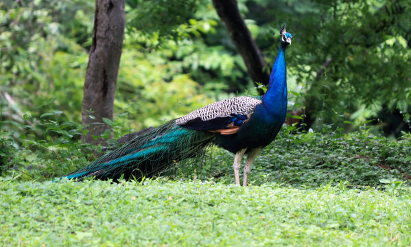 The beautiful blue color Peacock in the greenry ground