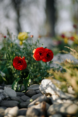 Obraz premium red poppies in a garden