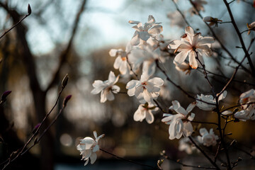 white magnolia tree blossom in spring