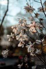white magnolia tree blossom in spring