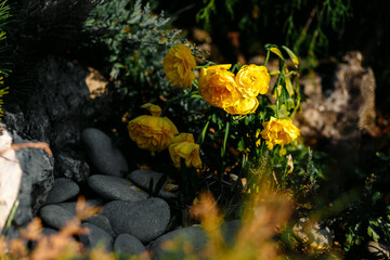 yellow flowers in the park 